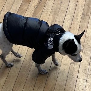 The Dog Face (North Face) Down Feather Black Winter Little Dog Jacket (Medium)